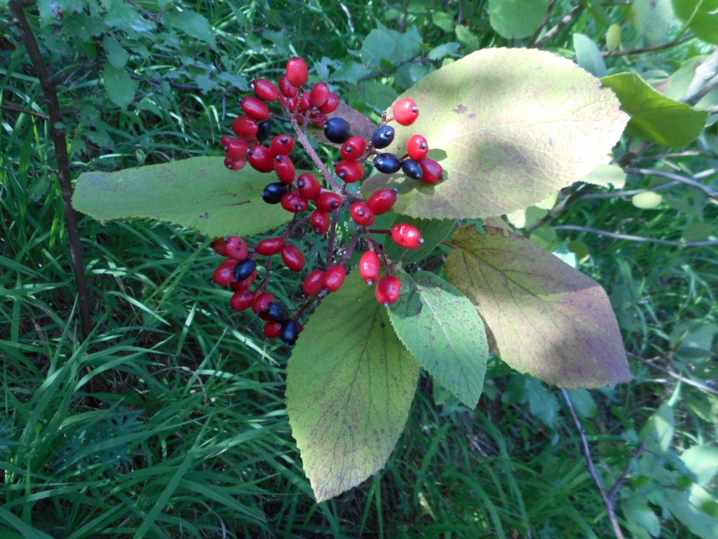 Viburnum lantana - Калина гордовина, калина чёрная