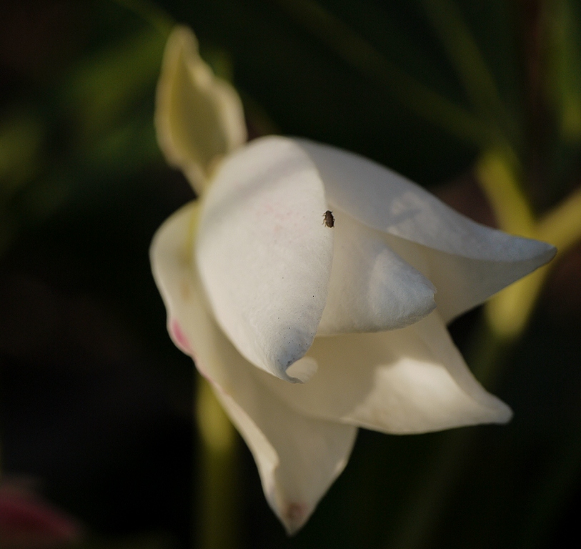 Helleborus niger - Морозник чёрный, или Рождественская роза