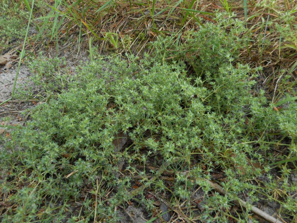 Scleranthus annuus - Дивала однолетняя