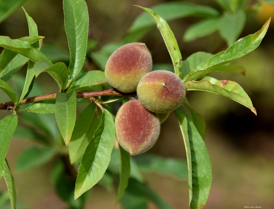 Prunus persica - Персик обыкновенный