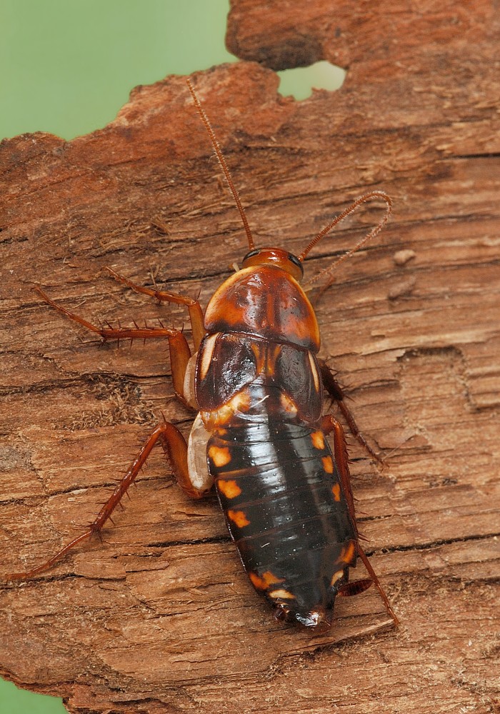 Таракан насекомое фото