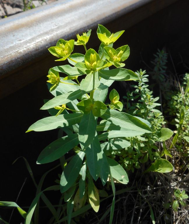 Euphorbia platyphyllos - Молочай плосколистный