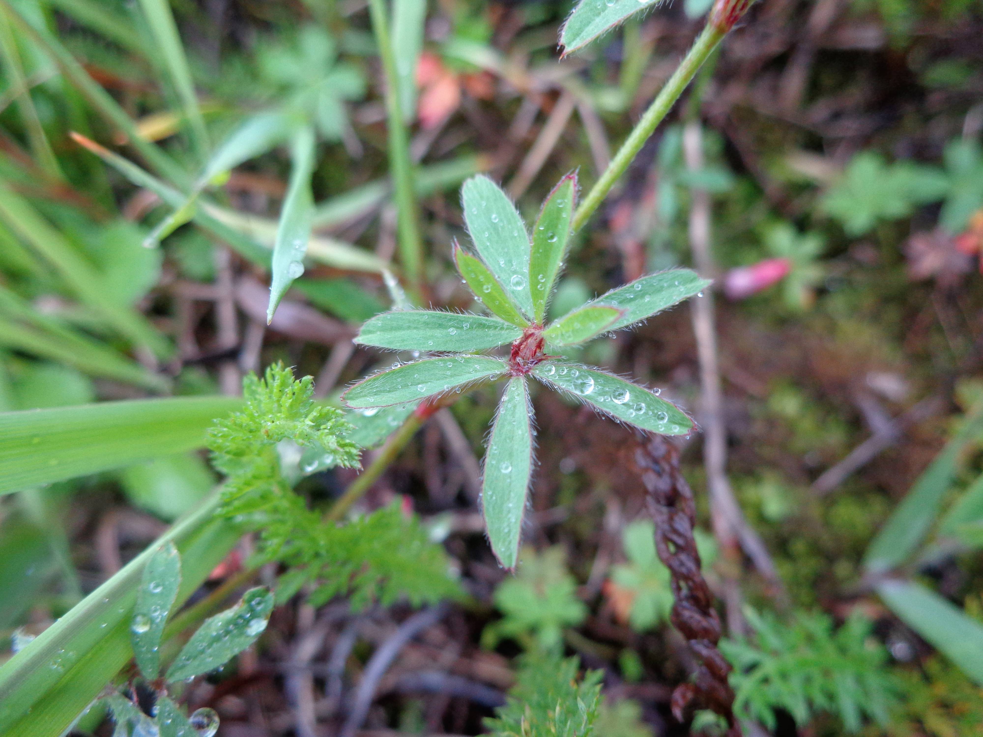 Trifolium arvense - Клевер пашенный