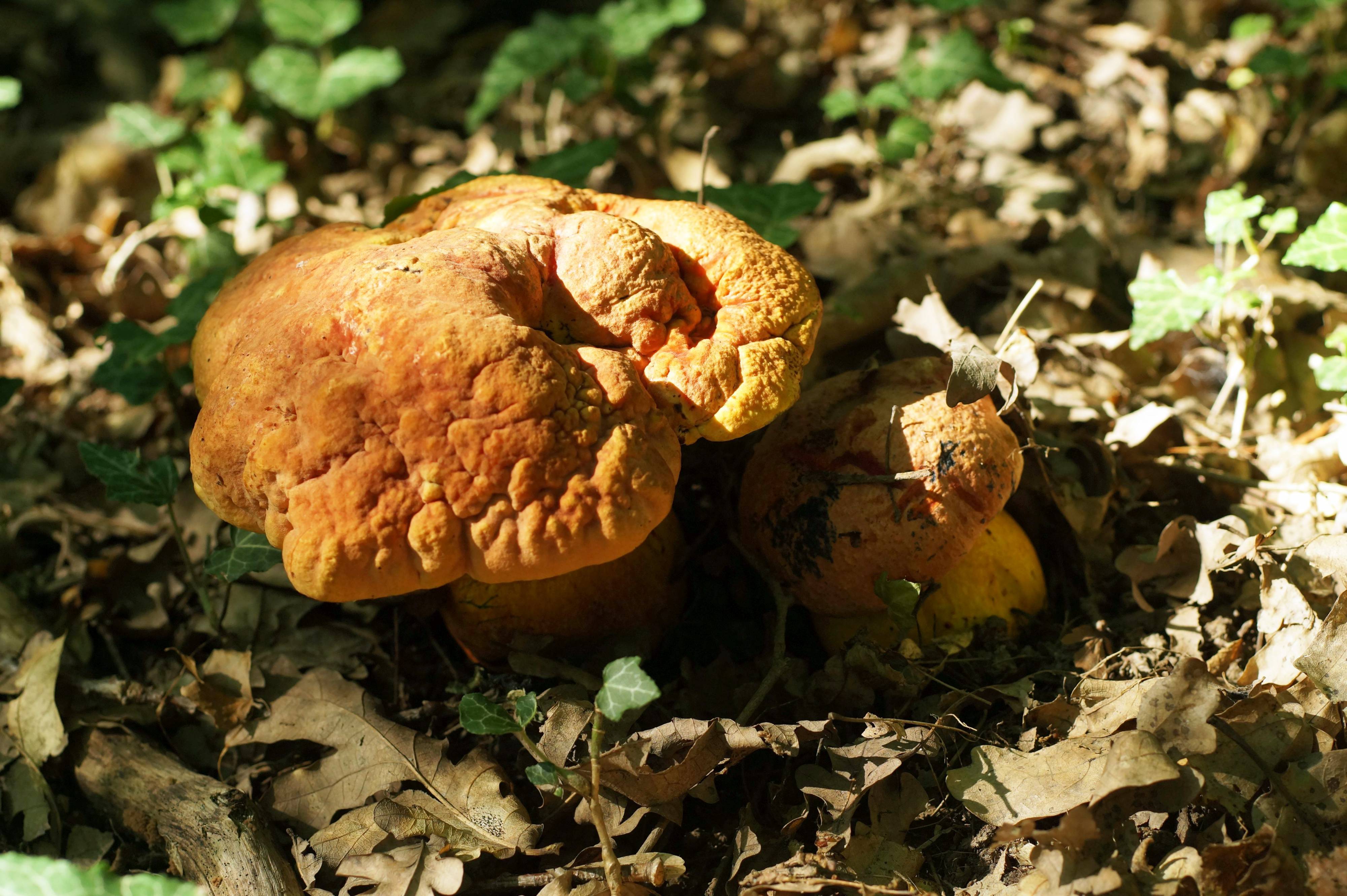 Весенние грибы на кубани фото названия