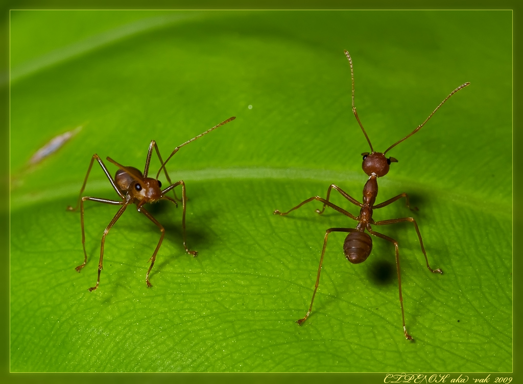 Oecophylla smaragdina - Азиатский муравей-портной