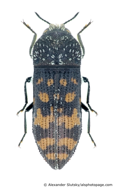Acmaeoderella flavofasciata