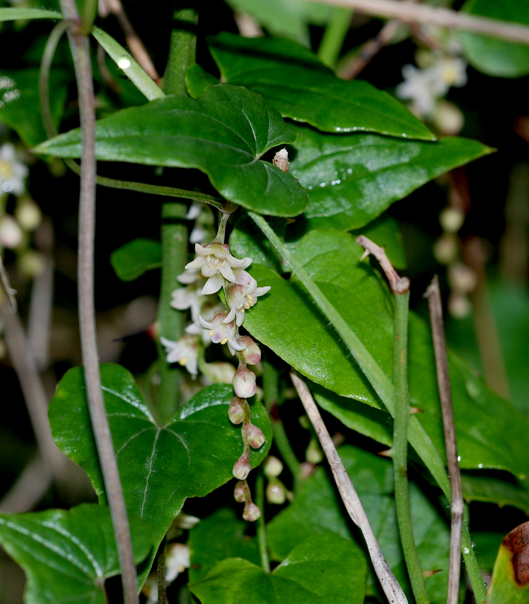 Dioscorea communis - Тамус обыкновенный