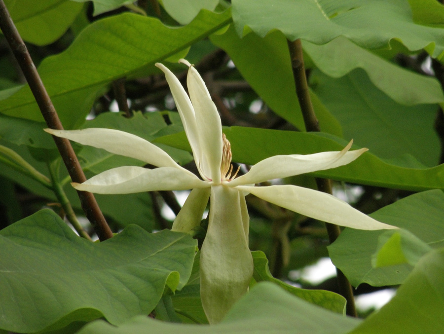 Magnolia tripetala - Магнолия трёхлепестная