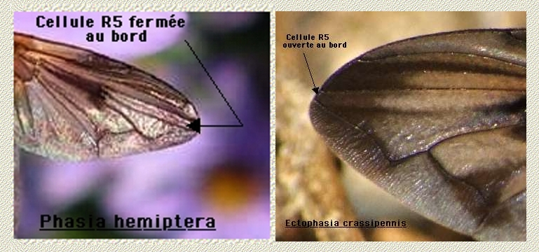 Phasia hemiptera - Ectophasia crassipennis