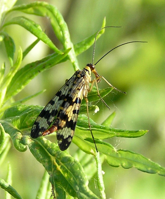 Panorpa sp.