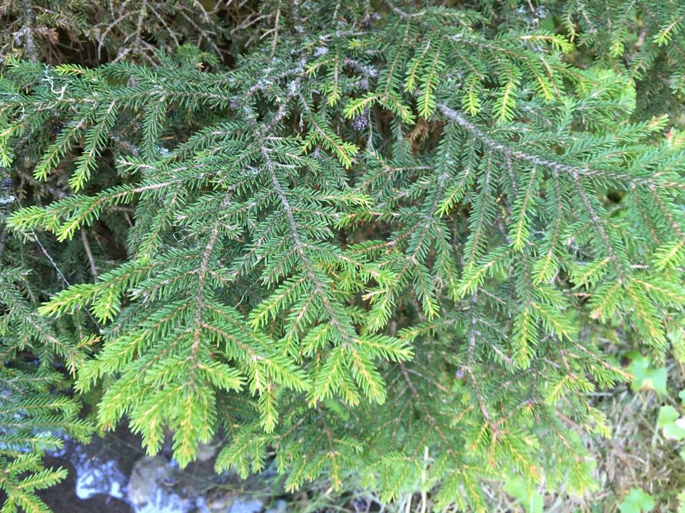 Picea orientalis - Ель восточная