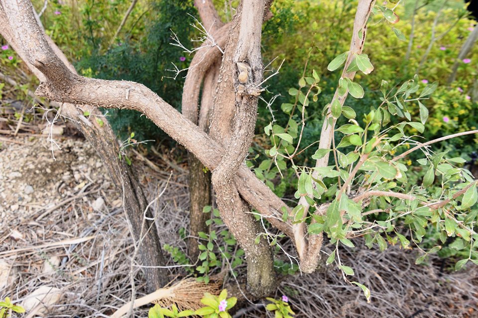 Lawsonia inermis - Лавсония неколючая
