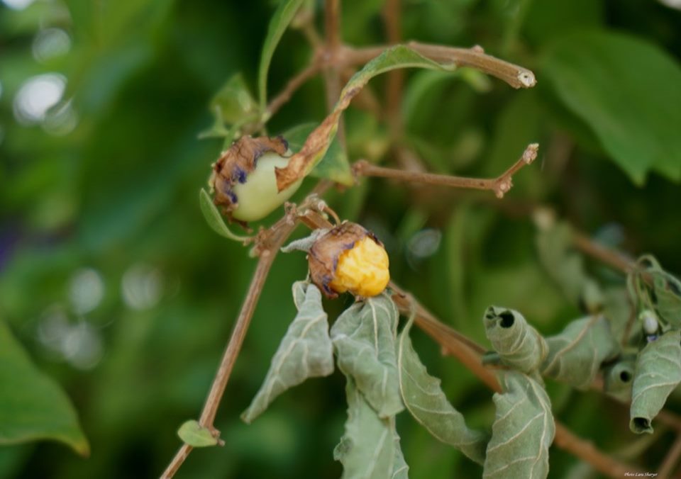 Lycianthes rantonnetii - Паслён Рантоннети, Картофельное дерево