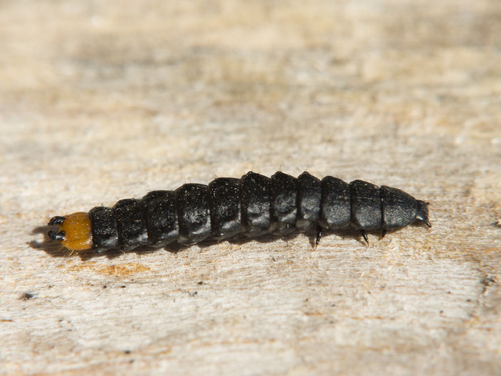 Личинки хищники. Lygistopterus sanguineus личинка. Стафилин великолепный личинка. Жук стафилин личинка. Стафилин пахучий.