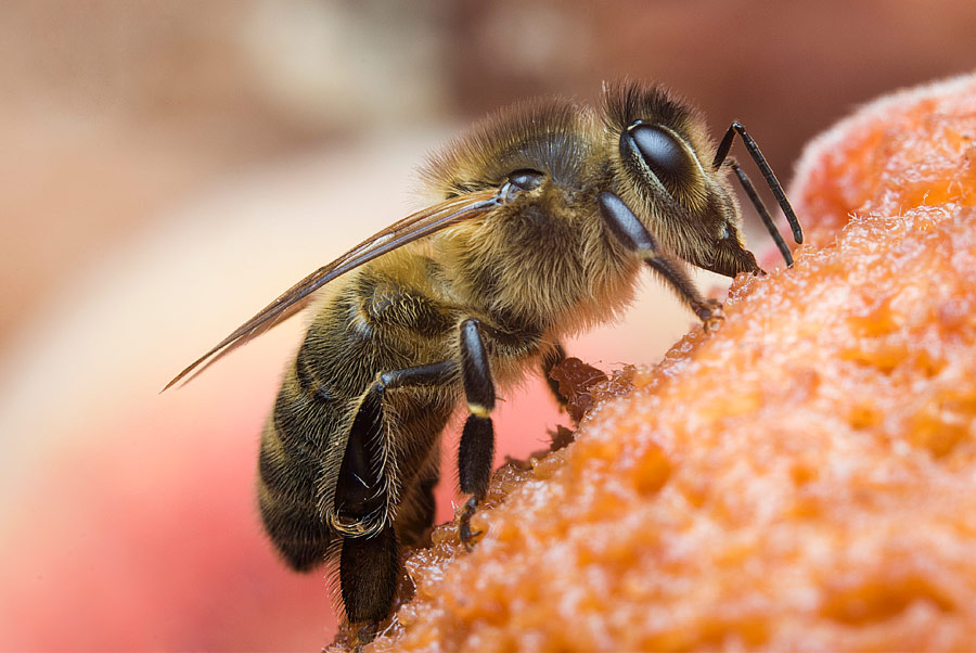 пчела медоносная