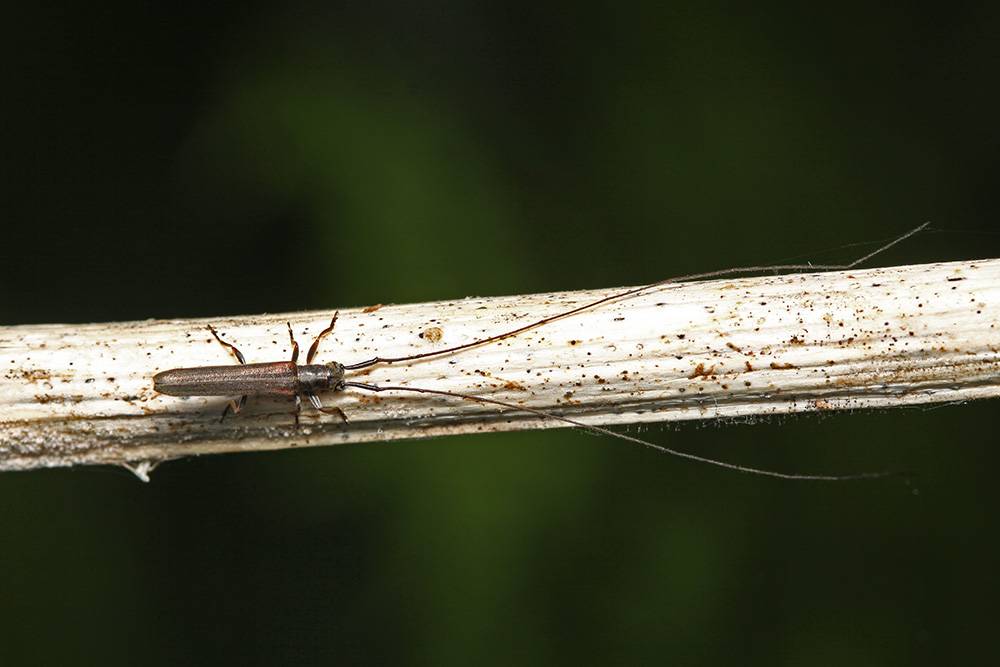 Pseudocalamobius japonica