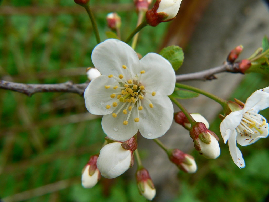 Prunus spinosa - Тёрн, Слива колючая