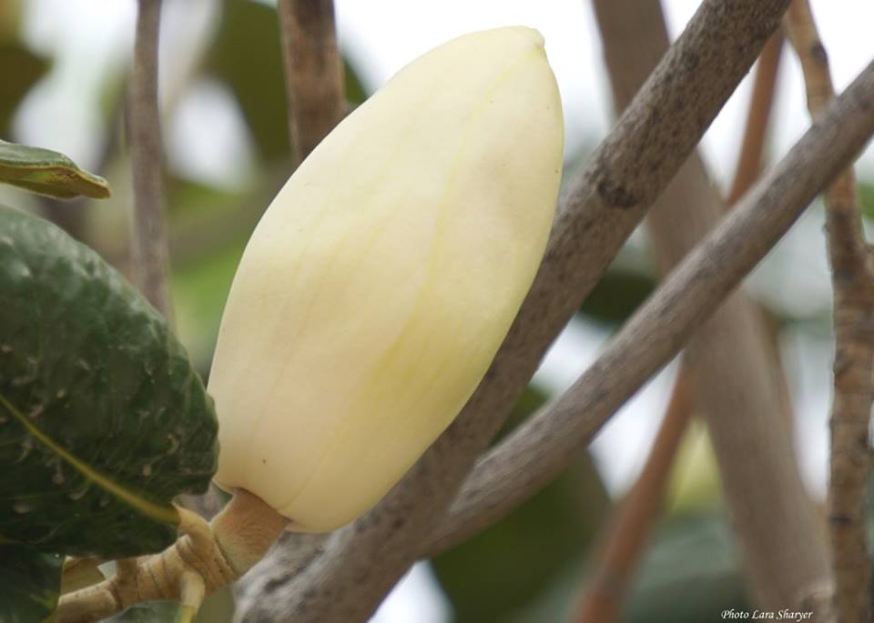 Magnolia grandiflora - Магнолия крупноцветковая