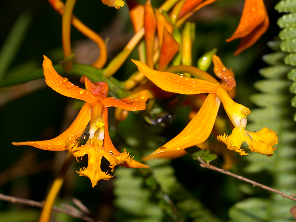 Epidendrum macrocarpum