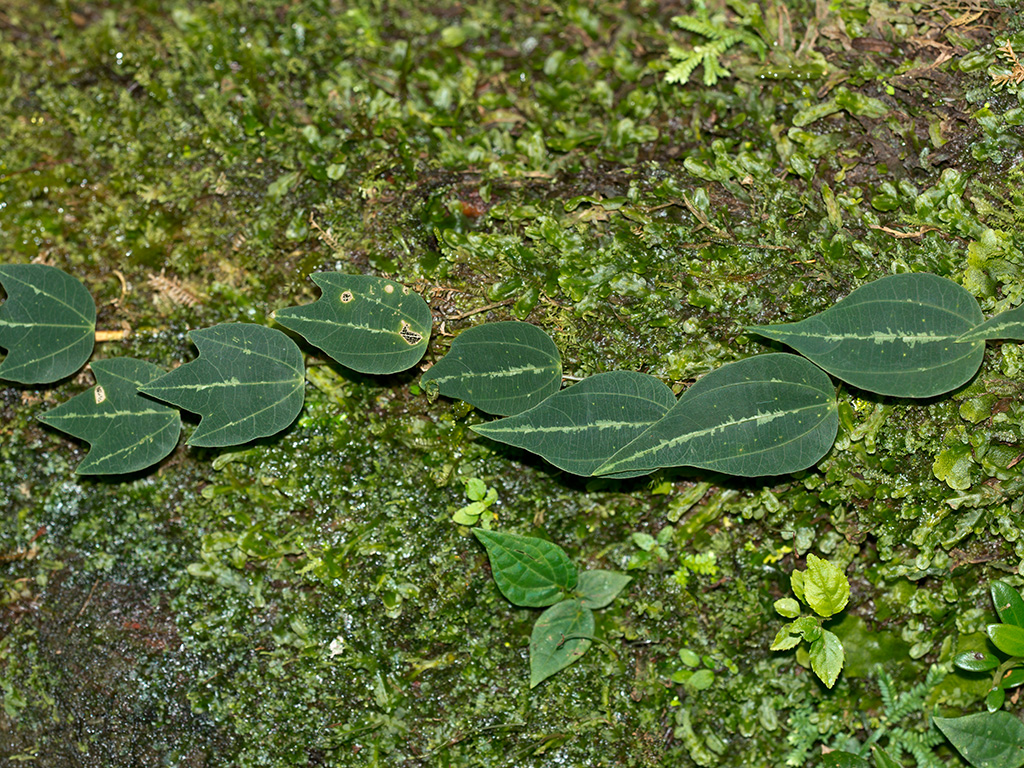 Passiflora hirtiflora