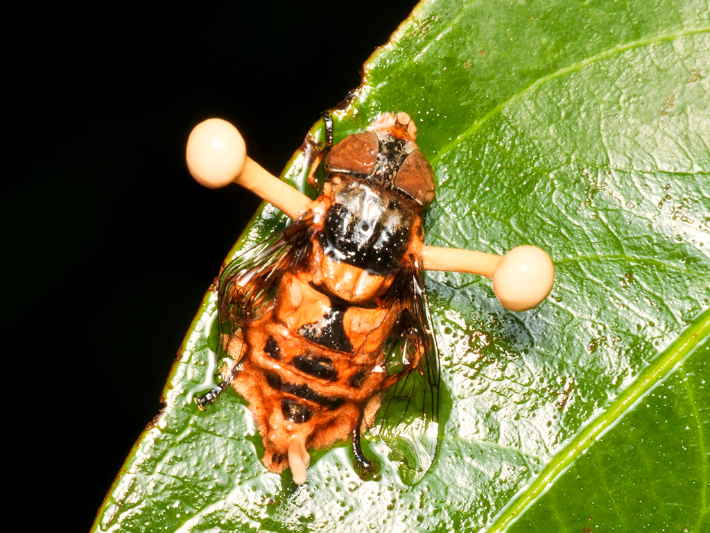 Ophiocordyceps dipterigena