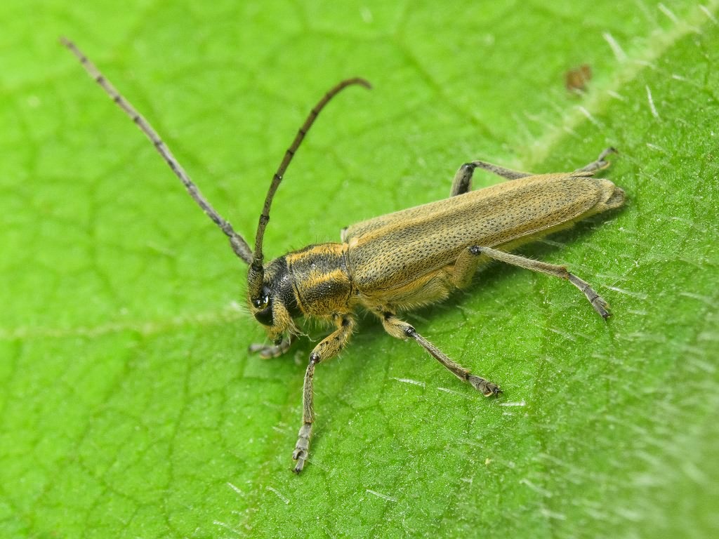 Phytoecia nigricornis - Фитоеция черноусая