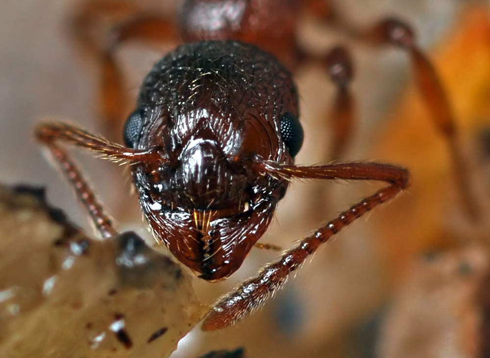 Портрет муравья
