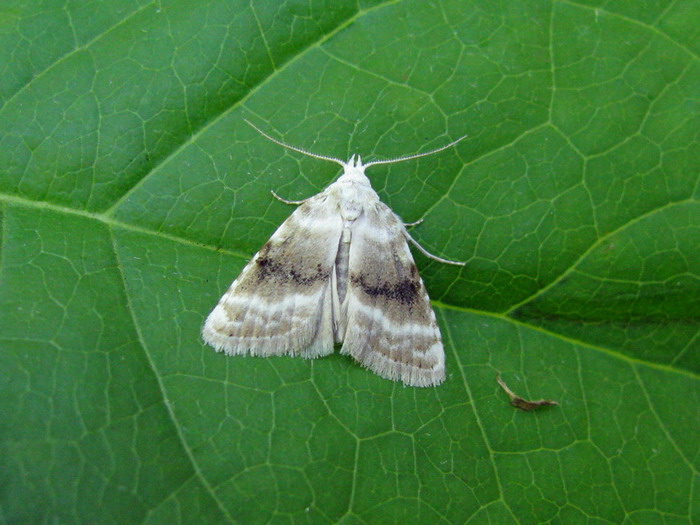 Rhynchopalpus albula
