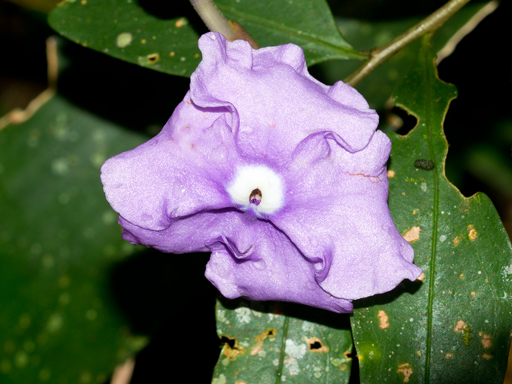 Brunfelsia grandiflora
