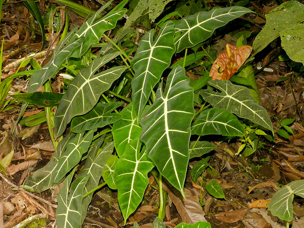 Alocasia micholitziana