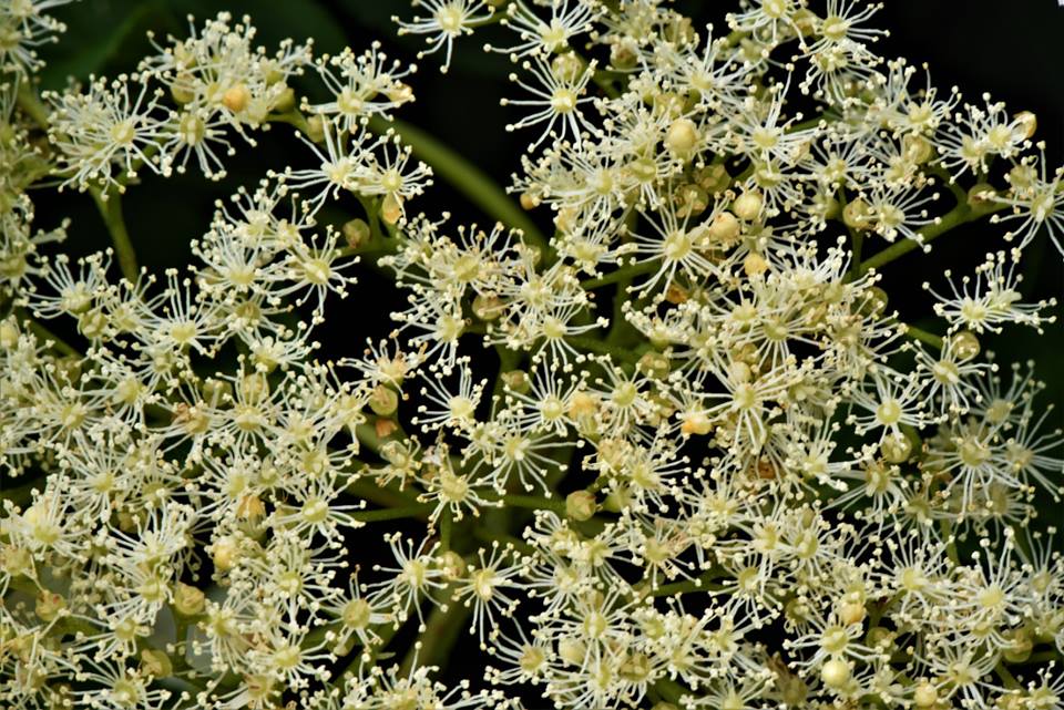 Hydrangea petiolaris - Гортензия черешчатая