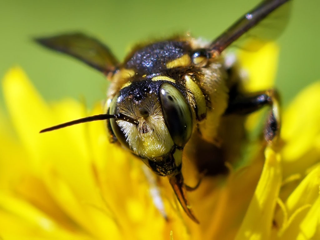 Портрет пчелы
