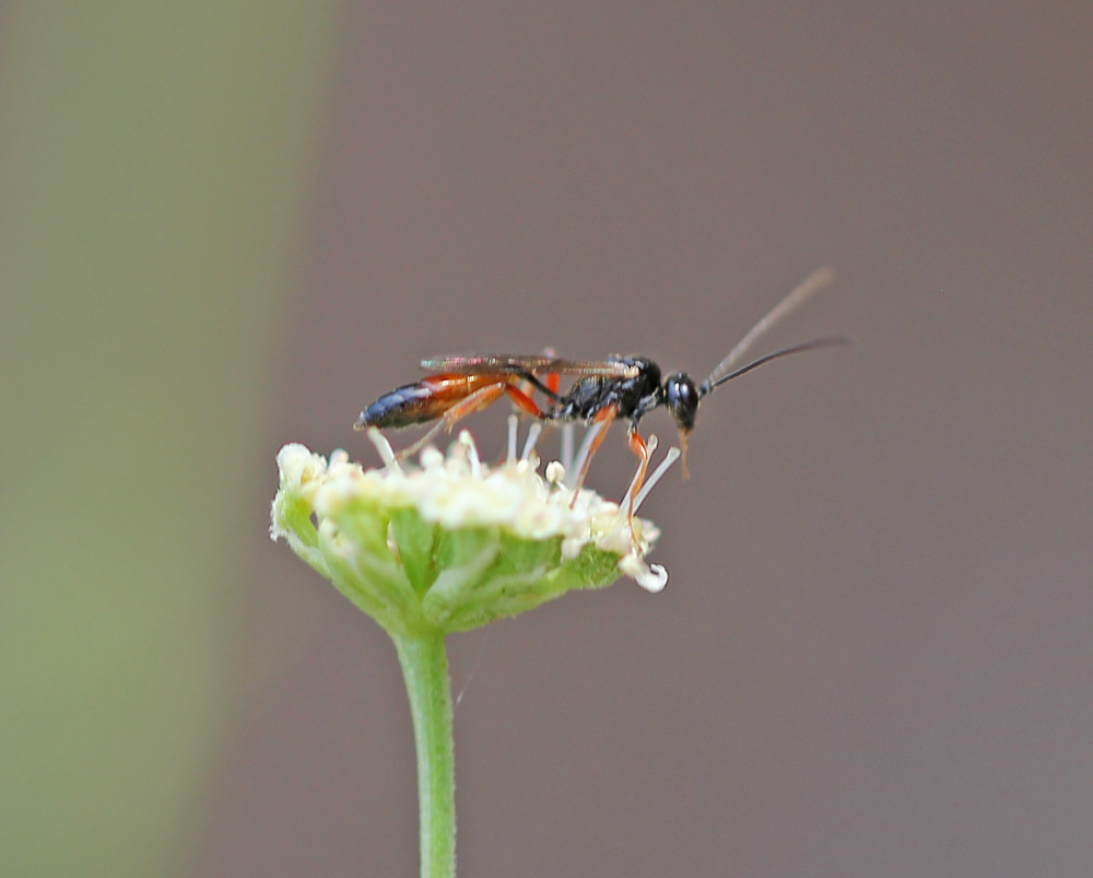 Ichneumonidae1512