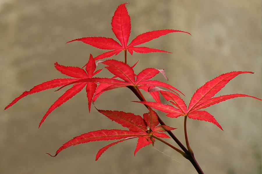 красные листья