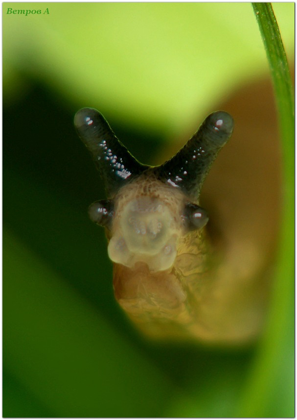Krynickillus melanocephalus - Слизень полевой черноголовый