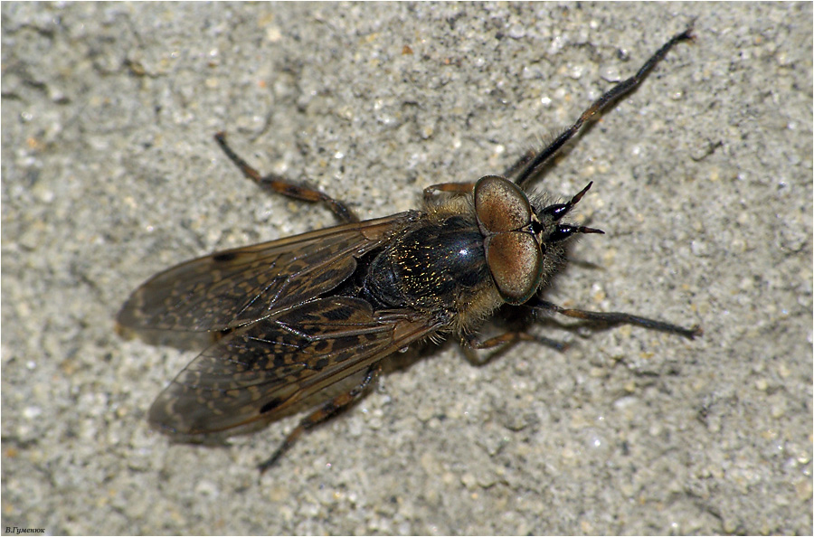 Кусачие мухи подмосковья фото и описание