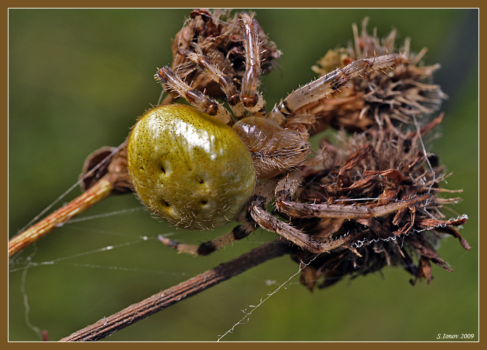 Araneus quadratus - Крестовик четырёхпятнистый (луговой)