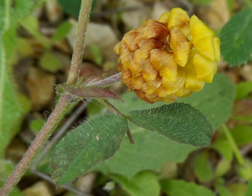 Trifolium campestre - Клевер полевой