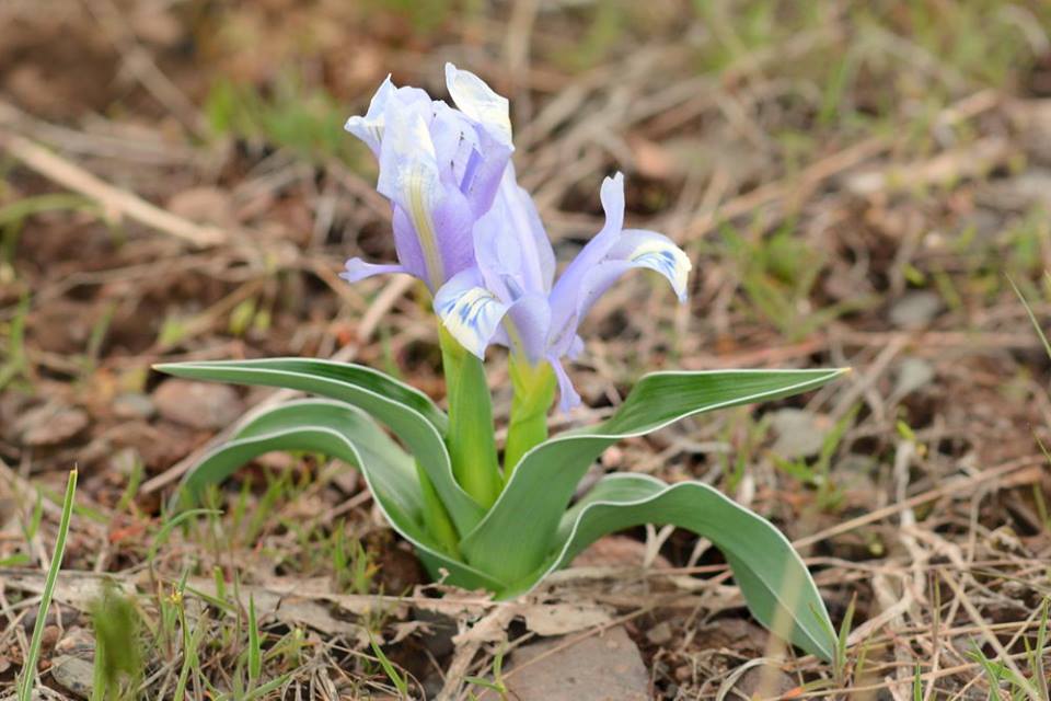 Iris albomarginata - Юнона голубая, Ирис белоокаймлённый