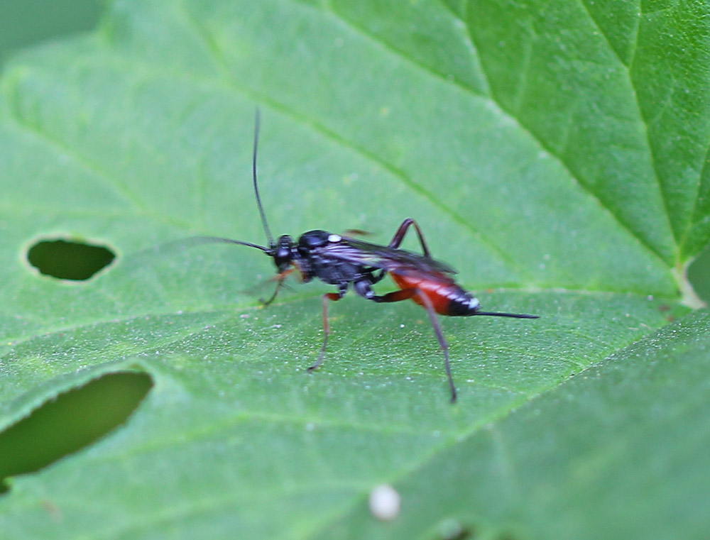 Ichneumonidae112