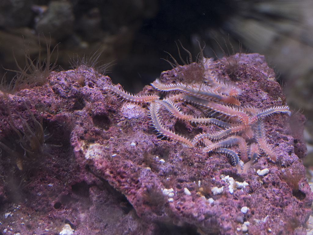 морские черви
