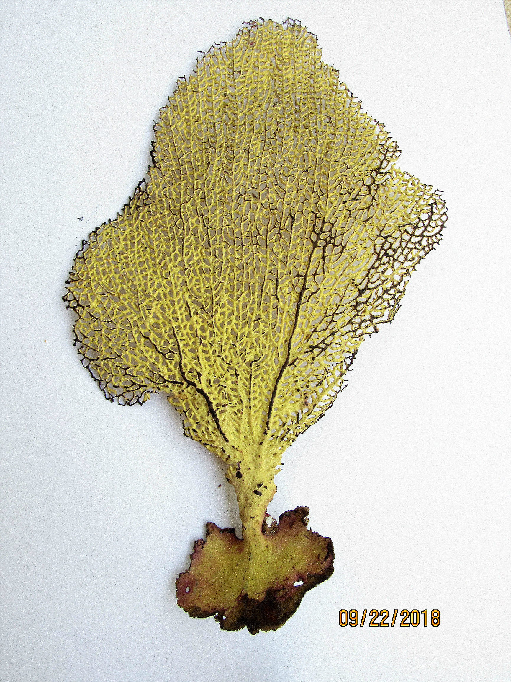 Gorgonia mariae
