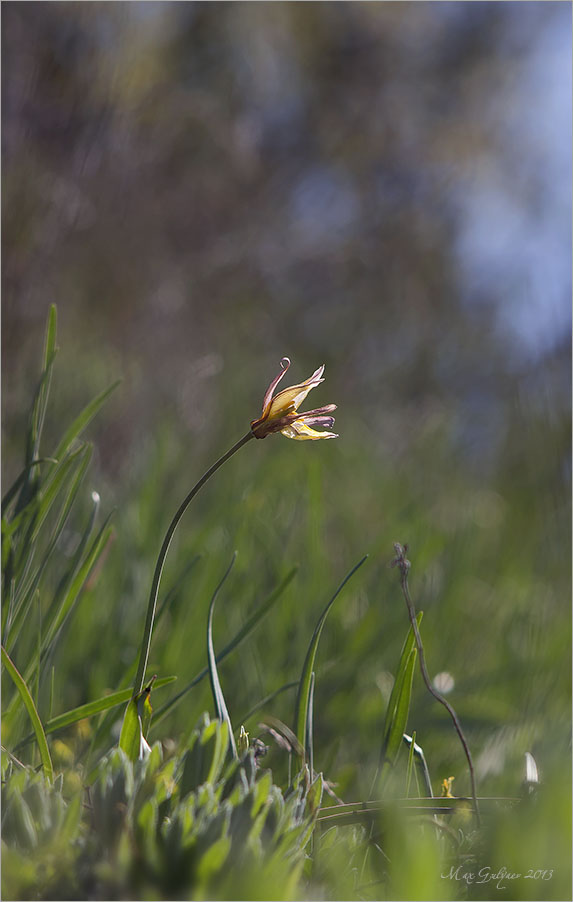 Tulipa biebersteiniana - Тюльпан Биберштейна, или Тюльпан дубравный