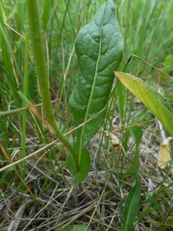 Crepis mollis - Скерда мягкая