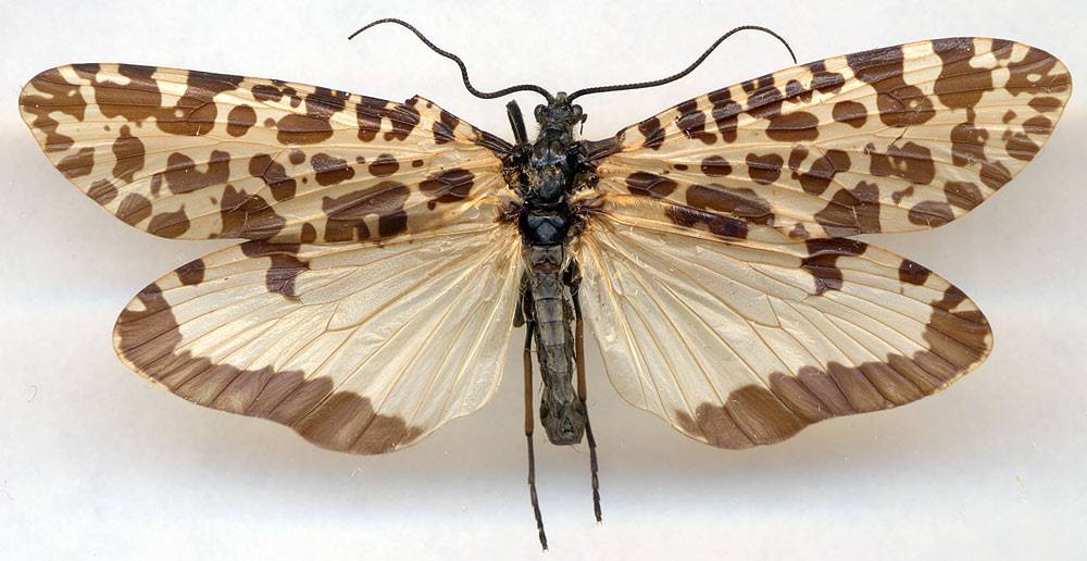 Semblis phalaenoides - Ручейник бабочковидный