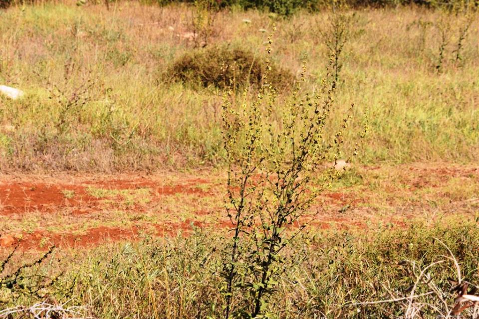 Verbascum sinuatum - Коровяк выемчатый