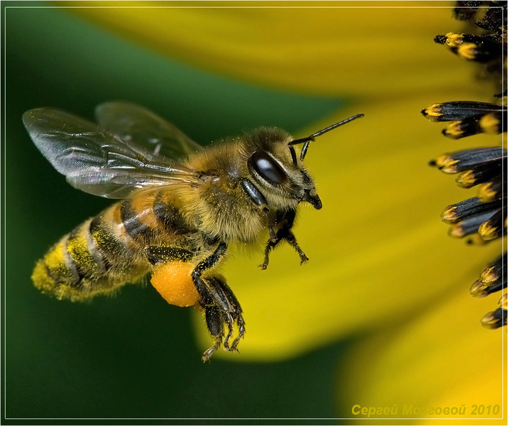 Пока пчелы. Пчела АПИС Меллифера. Дикая медоносная пчела. Пчелы летают. Пчела летит.
