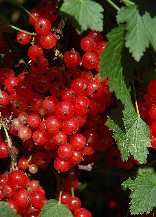 Ribes rubrum - Смородина красная