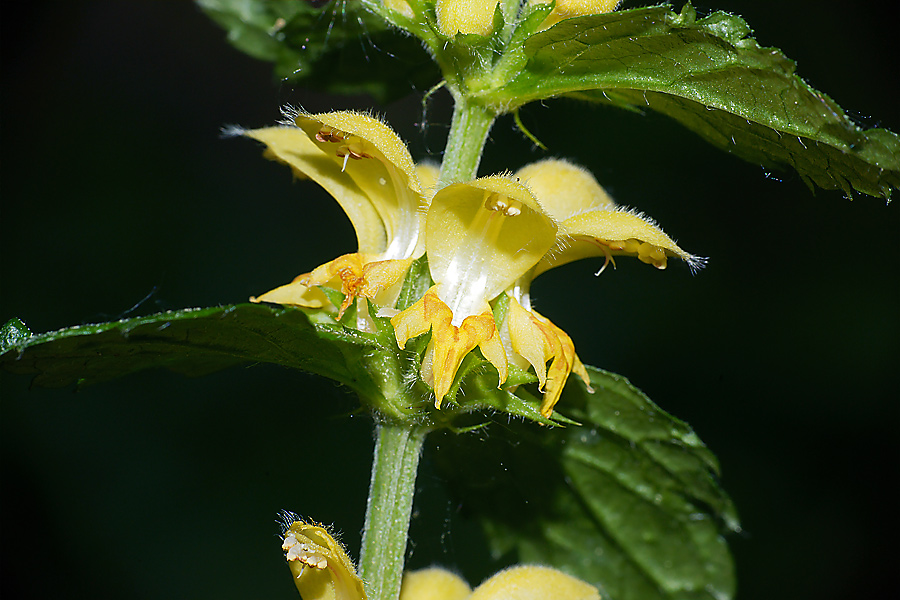Lamium galeobdolon subsp. galeobdolon - Зеленчук жёлтый