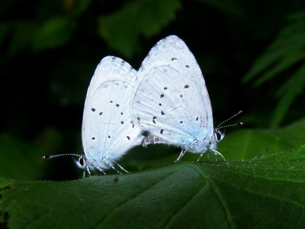 Celastrina argiolus - Голубянка крушинная (весенняя)